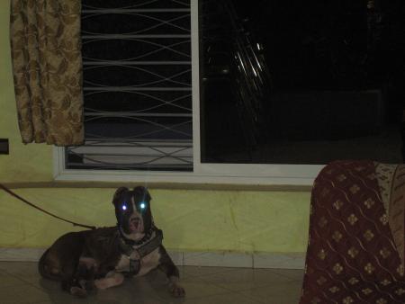 sa se le pitbul  de mon marie il et pas traus beaux rex